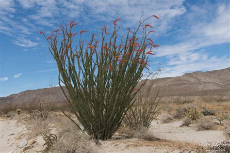 Ocotillo – My favorite desert plant…well almost! - TR Bowlin