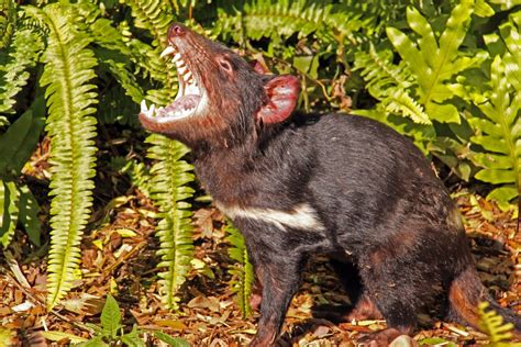 Tasmanian Devils Born on Mainland Australia: A First Appearance in over 3,000 Years