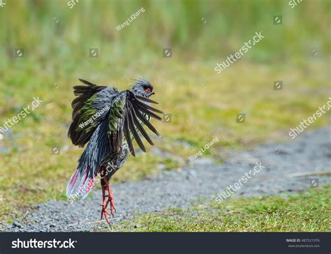 Blood Pheasant Stock Photo 487521976 | Shutterstock