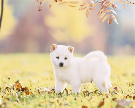 Download White Shiba Inu Wallpaper Photos Wallpaper - White Mini Shiba ...