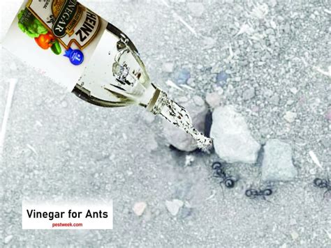 Does Vinegar Kill Ants? Here's How to Use It | PestWeek