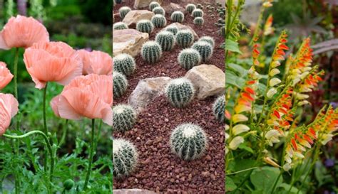 20 Drought Tolerant Plants That You'll Never Need To Water