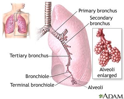 Atypical pneumonia | Lima Memorial Health System