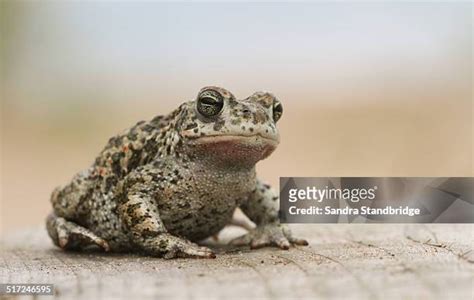 Natterjack Toad Uk Photos and Premium High Res Pictures - Getty Images