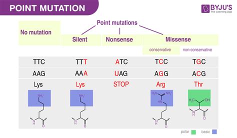 What is a point mutation example?