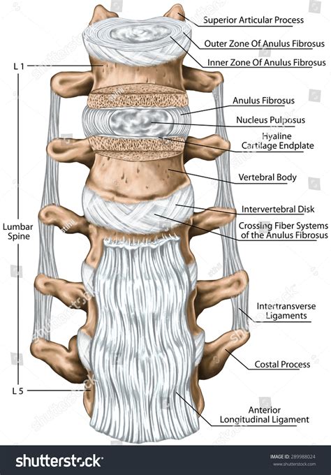 Lumbar Ligaments Lumbar Spine Structure Anterior 스톡 일러스트 289988024 ...