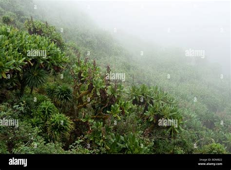 Bisoke crater on Mount Bisoke, Volcanoes National Park, Rwanda Stock Photo - Alamy