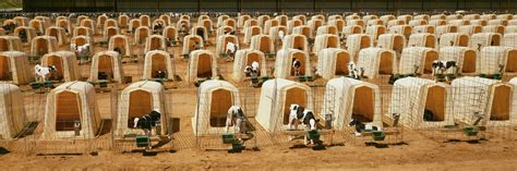 Agriculture - Rows of calf hutches with Holstein dairy calves at a ...