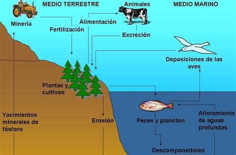 CICLO DE LA NATURALEZA: EL CICLO DEL FOSFORO