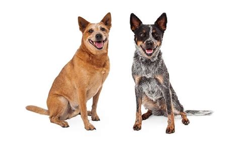 Red Heeler Vs Blue Heeler – How Important Is Coat Color?