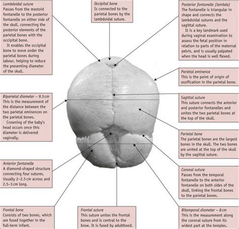 Sutures Of The Fetal Skull