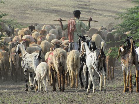 The Rabaris: The Nomadic Pastoral Community of Kutch | Sahapedia