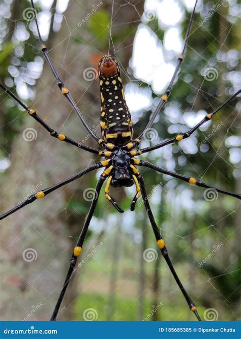 Nephila Pilipes & X28;northern Golden Orb Weaver or Giant Golden Orb ...