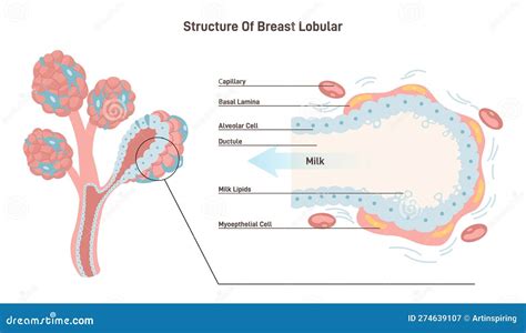 Anatomy of the Female Breast. Mammary Gland Duct and Lobule Structure Stock Vector ...