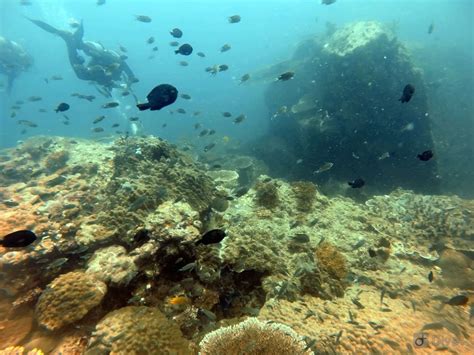 Tioman Diving, Malaysia - The Ultimate Guide - Women Wandering Beyond