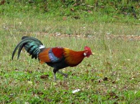 Khao Yai National Park wildlife photo essay