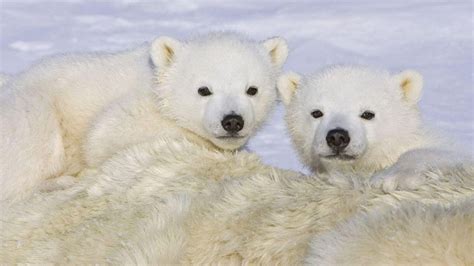 polar, bear, cubs, cute, black bear, animals, nature, snow, 1080P ...