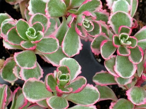 Phedimus spurius 'Tricolor' | World of Succulents