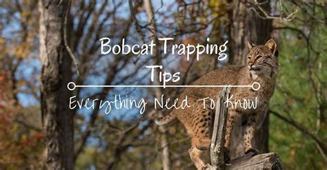 Bobcat Trapping Tips | Predator hunting, Coyote trapping, Bobcat