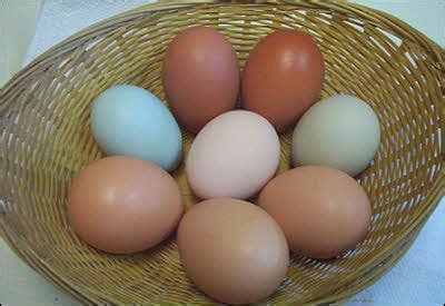 Easter Eggers pictures, video, information and chicks.