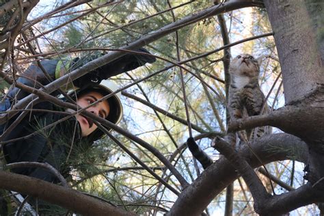 Cat rescue operation on 10m tree in Türkiye - IHA News