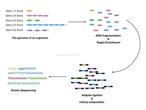 What Is Mean By Sequencing at Ashley Frazier blog