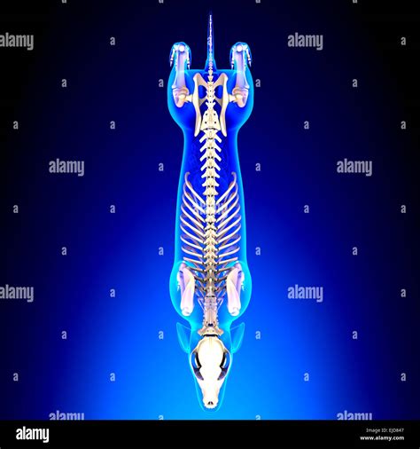 Dog Skeleton - Canis Lupus Familiaris Anatomy - top view Stock Photo - Alamy