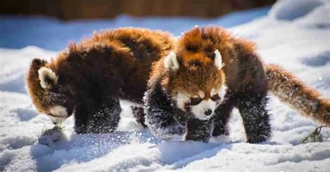 Red Panda Behavior - AnimalBehaviorCorner