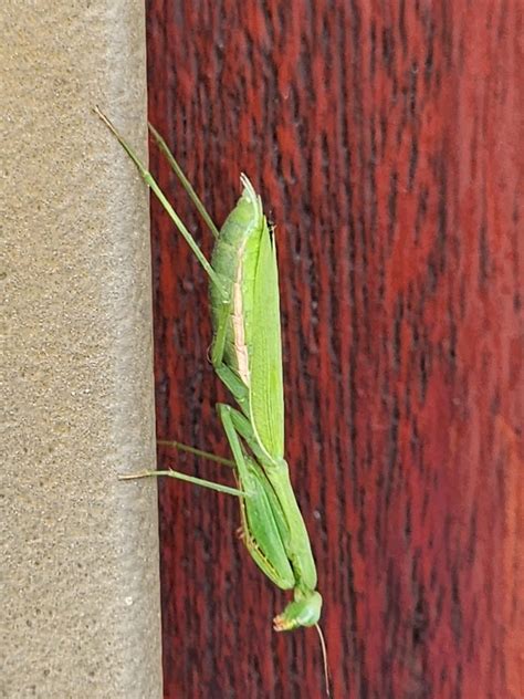 South African Mantis from Sonstraal Heights, Cape Town, 7550, South ...