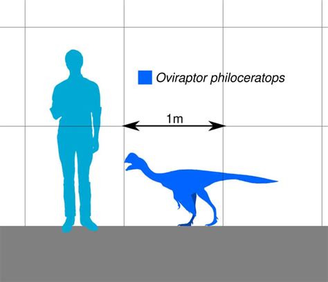 Oviraptor: The Misunderstood 'Egg Thief' Dinosaur