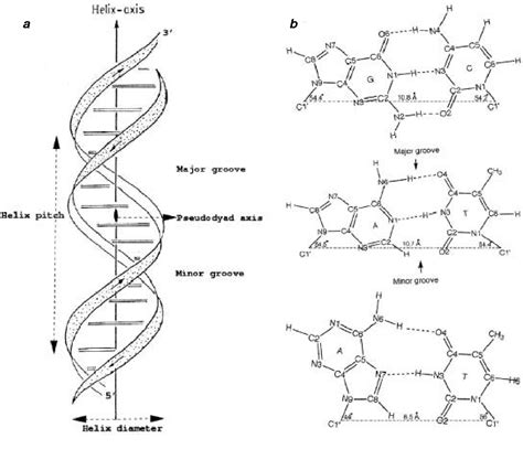 Dna Structure Drawing at PaintingValley.com | Explore collection of Dna Structure Drawing