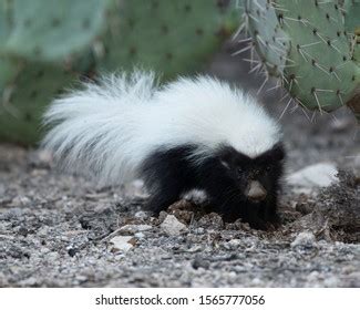 Baby Hognosed Skunk Photographed Sonoran Desert Stock Photo (Edit Now ...