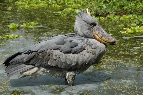 Animals That Live In The Wetlands