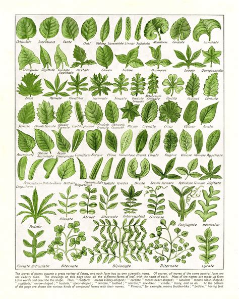 Leaf Shapes Chart Poster Morphology Diagram 5 Sizes - Etsy | Plant leaf identification, Leaf ...