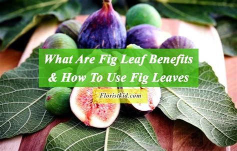 What Are Fig Leaf Benefits & How To Use Fig Leaves