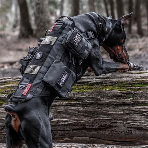 Pin by Arina Marchook on SENSEY | Service dog vests, Tactical dog harness, Tactical dog gear