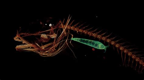 El asqueroso pez que habita en lo más profundo del océano