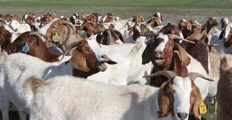 Australia's goat meat exports down, supply and new consumer challenges ahead - Sheep Central