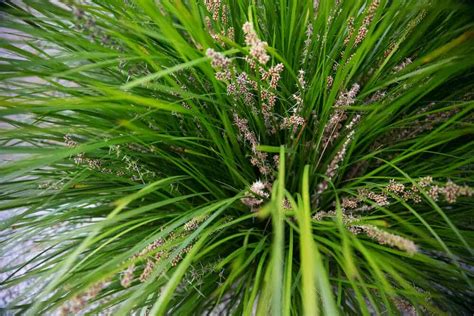 A Complete Guide To Australian Native Grasses