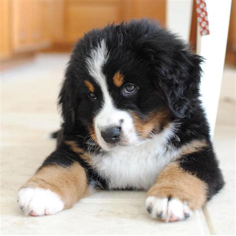 Bernese Mountain Dog Eyes - petwarehouse