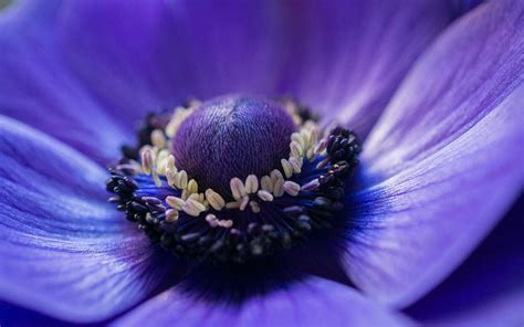 Anemone blue flower macro photography wallpaper | flowers | Wallpaper Better