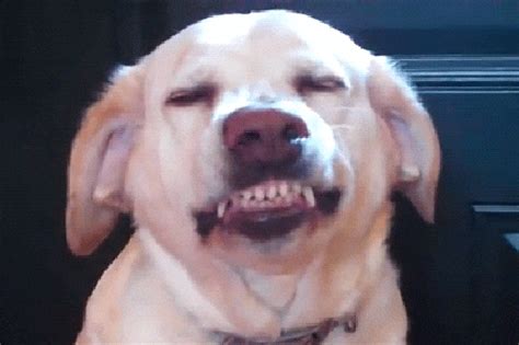 dog smiling with teeth : r/gifs