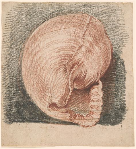 Antoine Watteau | Study of a Shell (Cassis inflata) | Drawings Online | The Morgan Library & Museum