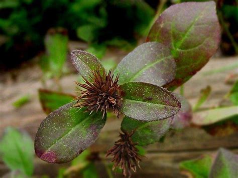 PlantFiles Pictures: Leadwort, Hardy Blue Plumbago (Ceratostigma ...