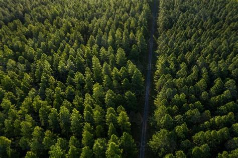 Image of Aerial image of a pine tree plantation forest - Austockphoto