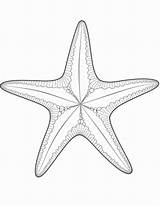33 Stunning Starfish Coloring Pages  My Favorite sketch template