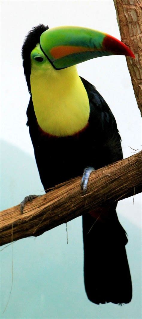 272 best Toucans images on Pinterest | Exotic birds, Colorful birds and Parrots