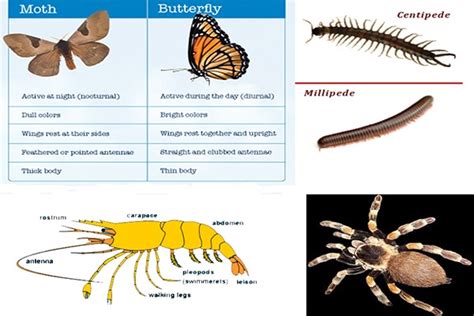 General Characteristics and Classification of Arthropoda