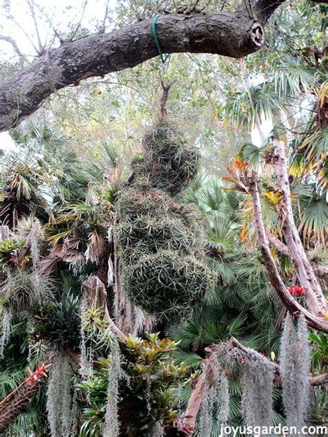 Lotusland Tour: Bromeliads, Cacti and Euphorbia Gardens | Joy Us Garden