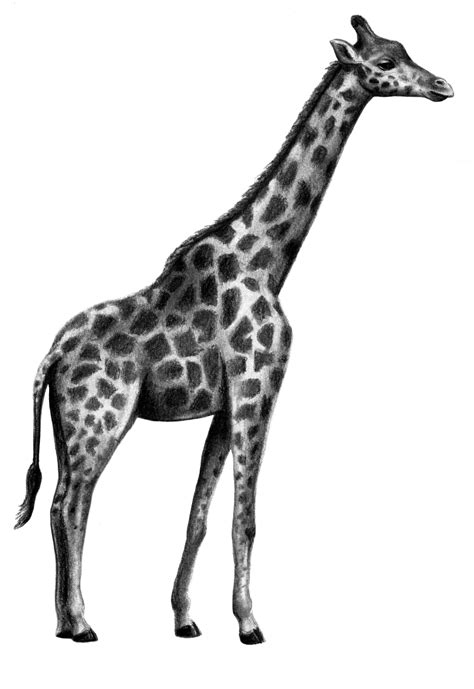 Giraffe Drawing Cute | Free download on ClipArtMag